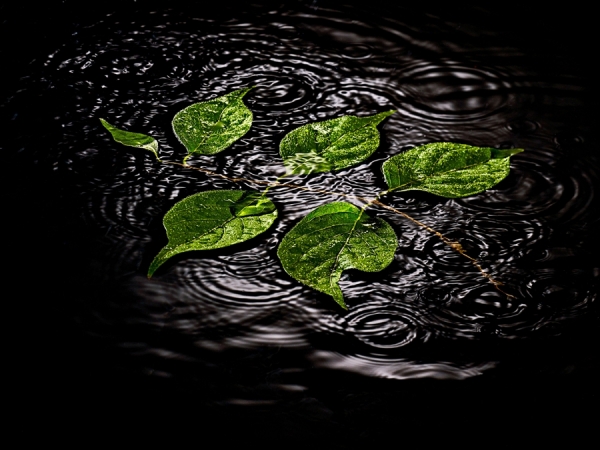 Photograph Robert Tardio Kousa Dogwood on One Eyeland